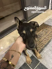  4 mix german shepherd and rottweiler 4 months old جرمن تشبير مكس روت ويلير العمر أربع شهور