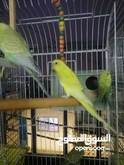  6 طيور حب (بادجي) للبيع.....