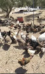  9 بسم الله ما شاء الله تبارك الله  متاح للبيع  جاج بلدي  حبش  وز  بط  فرعوني   الموقع الكرك ادر