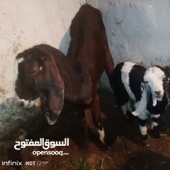  2 300 هي بنتها