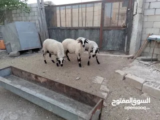  2 خرفان أضاحي قبرصي للبيع