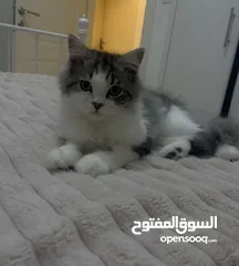  2 قط ذكر  عمره 4شهور