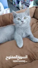  2 British Shorthair
