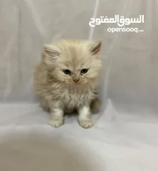 4 قطط للبيع النوع شيرازي لعوبين جدا