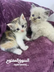  6 قطط (كيتنز) ميكس سكوتش فولد وبرتش لون سلفر بلو  و لون ابيض  للبيع