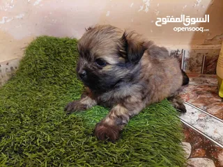  3 كلاب شيتزو ومالتيز