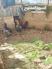  3 دجاج للبيع  اول خيرهم  عمر11 شهور الحبه ع 13