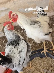  1 ديوك سايكس للبيع