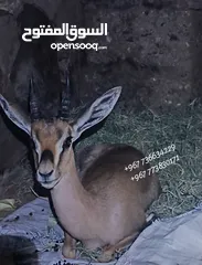  13 غزلان ذكور واناث