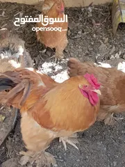  5 دجاج كوشن بياض للبيع