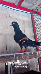  11 جواز حمام للبيع