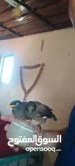  1 افراخ مينا للزق اليدوي