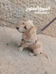  2 كلب كوكر سبانييل انثى عمرها 6أشهر لعوبة ذكية كيووووت لونها كابتشينو حلوووو حجم ميني للبيع