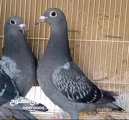  13 زاجل سباق أجواز منتجة وطبات جاهزة أبطال الابطالTob طيور نخبة تصليح وفوز من هواه أبطال المملكة للزاجل
