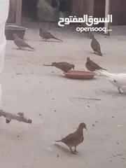 1 اجواز حمام نخب مساويد  قراقطه رياحنه لهورات قلاب برامليات مزهزرات كنك سيكس شفر