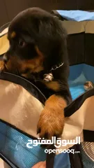  6 Rottweiler روت وايلر