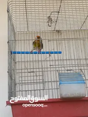  5 بندوق مسمع حسون للبيع