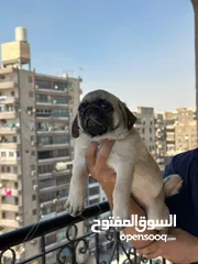  6 جراوي بج، pug puppies