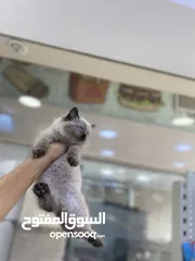  1 مش بس وسيمين وحلوين وما بحتاجو لمصروف كتير والسعر كتير مناسب وازا حابب بنزلك بس ما تحكي لحدا