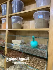  5 ديكور أثاث محل تاجر مكسرات نابلس