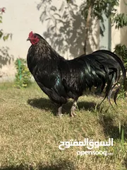  1 ديج من سلاله نادره