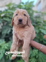 14 جراء جولدن مستوى عالي جدا