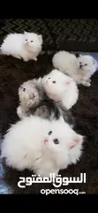 4 5 قطط 2 ذكور و3 اناث عمرهم 40 يوم
