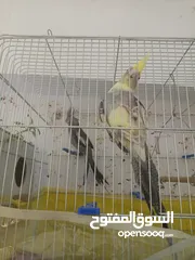  5 جوز كوكتيل شغالات  اقرا الوصف