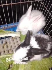  7 ارانب الطاف وكيوت