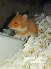  3 هامستر استرالي عمرو ما يقارب ال3 اشهر  مع اكلو و رمل استحمام و بيتو و نشاره خشب و مكان المي