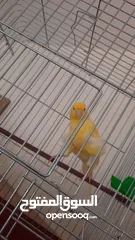  1 جوز مفتلات مع قفصهم مجوز