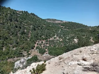  3 ارض ذات اطلاله ب اجمل جبال جرش بسعر مغري جداً 3900