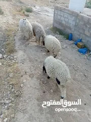  2 خرفان للبيع
