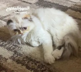  2 قطه لتبني في اربد