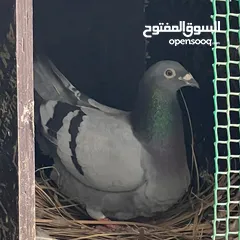  5 Zaji racing pigeons حمام الزاجل ،