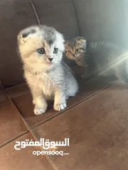  2 سكوتش فولد وستريت