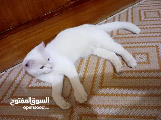  3 سكوتش اطراف قصيره  