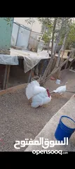  1 ذكر وانثيتين حبش للبيع