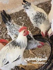  3 ديوك سايكس للبيع
