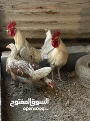  3 زوجين دجاج عرب