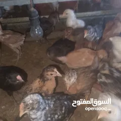  5 صيصان بلدي العمر شهر