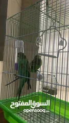  1 إعلان بيع بيت عصفور واسع ومجهّز بالكامل!  فقط مع جميع المستلزمات ومع بيت خشبي للشتاء