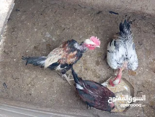  2 متوفر لزبائنها الكرام / زغاليل بلدي للاكل/ حمام فرنسي للذبح / ارانب نخب اول التفاصيل بالوصف