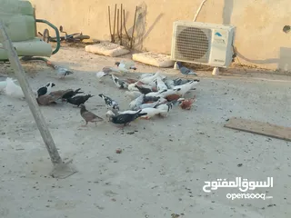  6 حمام للبيع في الزرقاء العالوك بجانب بقالة الصقر التواصل عبر الواتس اب