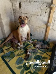  1 جراء  بيتبول امريكان  انثى  عظم عريض وشراسة في الدم عمر ثلاث اشهر حرق  حرق  اخر حبة