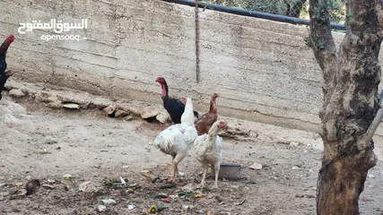  12 باكستاني نخب