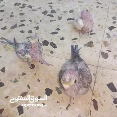  3 انثى كوكتيل للبيع اربد مجمع بيت راس سوق الباله