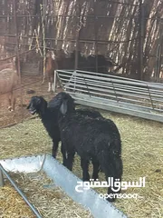  6 كبشان و حملات للبيع