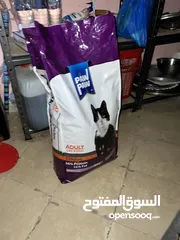  8 Scottish fold