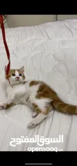  8 قطط للتبني